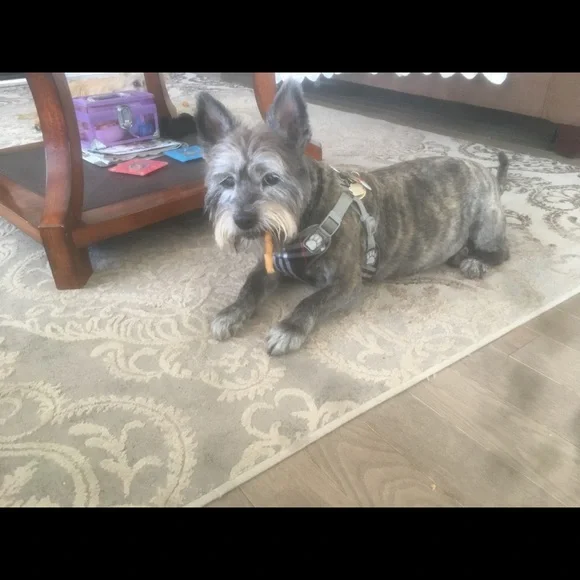 Meet your Posher, Elizabeth - Picture 10 of 16